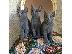 PoulaTo: Εγγεγραμμένα Russian Blue Kittens