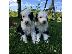 PoulaTo: Αξιολάτρευτα κουτάβια Sheepadoodle