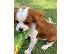 PoulaTo: Κουτάβια Cavalier King Charles Spaniel.