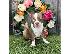 PoulaTo: Εκπληκτικά κουτάβια Boston Terrier