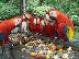 PoulaTo: scarlet παπαγάλος macaw για 200 ευρώ