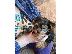 PoulaTo: Teacup Yorkshire Terrier Puppy!