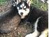 PoulaTo: Αξιολάτρευτο Siberian Husky κουτάβια