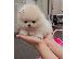 PoulaTo: πομερανός μινι καθαρόαιμα/ Pomeranian Mini