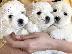 PoulaTo: Coton De Tulear - Κοτόν Ντε Τουλεάρ