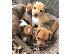 PoulaTo: Jack Russell terrier puppy for sale