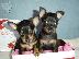 PoulaTo: Pinscher mini
