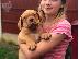 PoulaTo: Κουτάβια Dogue De Bordeaux