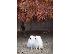 PoulaTo: Amazing Little Pomeranian Puppies