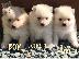 PoulaTo: όμορφα Pomeranian Puppies προς πώληση