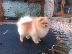 PoulaTo: Πανέμορφο Shih Tzu προς πώληση.
