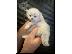 PoulaTo: Siberian kitten for Adoption