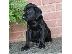 PoulaTo: Labrador Retreiver