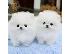 PoulaTo: pomeranian boo