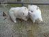 PoulaTo: Pomeranian Puppies προς πώληση