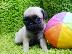 PoulaTo: Pug Puppies