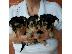PoulaTo: Yorkshire terrier κουτάβια