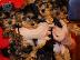 PoulaTo: mini yorkshire terrier