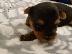 PoulaTo: Yorkshire Terrier