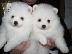 PoulaTo: Αγόρι και κορίτσι Kc Pomeranians. Kc pomeranians