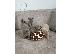 PoulaTo: british shorthair kittens for adoption