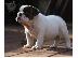 PoulaTo: Καταπληκτικό αρσενικό και θηλυκό ENGLISH Bulldog