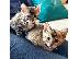 PoulaTo: Toyger Kitten για νέο σπίτι