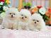 PoulaTo: Καταπληκτικά κουτάβια από Pomeranian!