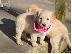 PoulaTo: Διατίθενται κουτάβια Golden retriever