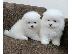 PoulaTo: Δύο φοβερά κουτάβια Mini Pomeranian