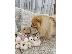 PoulaTo: Pomeranians κουτάβια BOO καθαρόαιμα