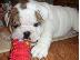 PoulaTo: englishbull κουτάβια για € 300