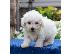PoulaTo: Bichon Frise