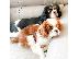 PoulaTo: Διατίθενται κουτάβια Cavalier King Charles Spaniel