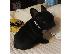 PoulaTo: Gorgeous French Bulldog Puppies