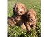 PoulaTo: F1b Goldendoodle κουτάβια