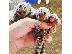 PoulaTo: Twin Finger Baby Marmoset Monkeys για υιοθεσία.