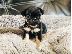 PoulaTo: Σούπερ Adorable Teacup Pug κουτάβια