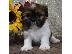 PoulaTo: SHIH TZU