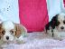 PoulaTo: Cavalier King Charles κουτάβια