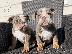 PoulaTo: Male & Female Bulldog Puppies For Sale