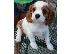 PoulaTo: Κουτάβια Cavalier King Charles Spaniel για υιοθεσία