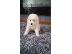 PoulaTo: Όμορφα υγιή Samoyed κουτάβια