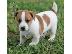 PoulaTo: Κουτάβια Jack Russell Terrier έτοιμα για υιοθεσία