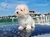 PoulaTo: Havanese