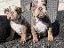 PoulaTo: Male & Female Bulldog Puppies For Sale