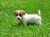 PoulaTo: Εξαιρετικά κουτάβια Jack Russell