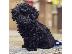 PoulaTo: Poodle mini black - Κανίς μίνι μέγεθος μαύρο χρώμα