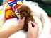 PoulaTo: Orji̇nal Toy Poodle