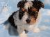 PoulaTo: Biewer Yorkshire Terrier